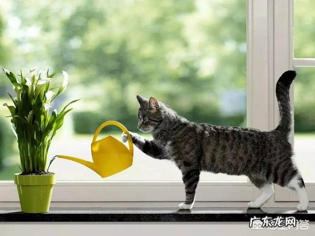 啤酒养花到底有什么好处?