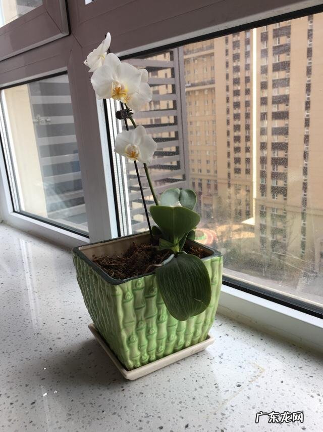 啤酒养花到底有什么好处?