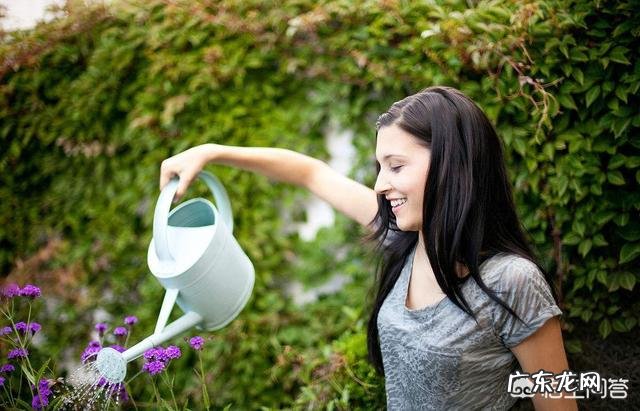 啤酒养花到底有什么好处?