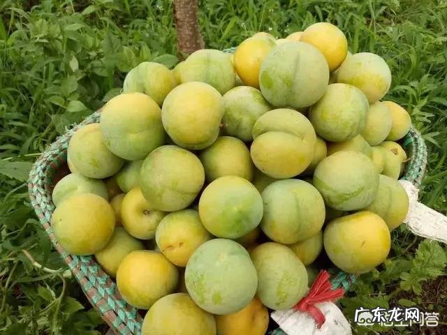 哪种李子品种不酸？