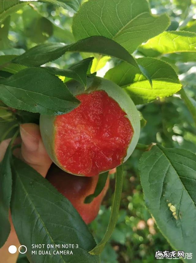 哪种李子品种不酸？