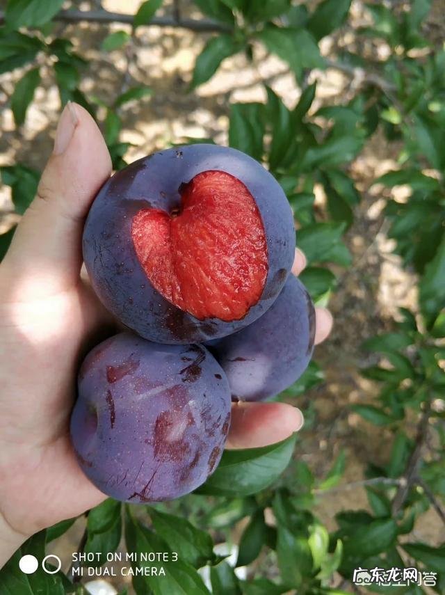 哪种李子品种不酸？