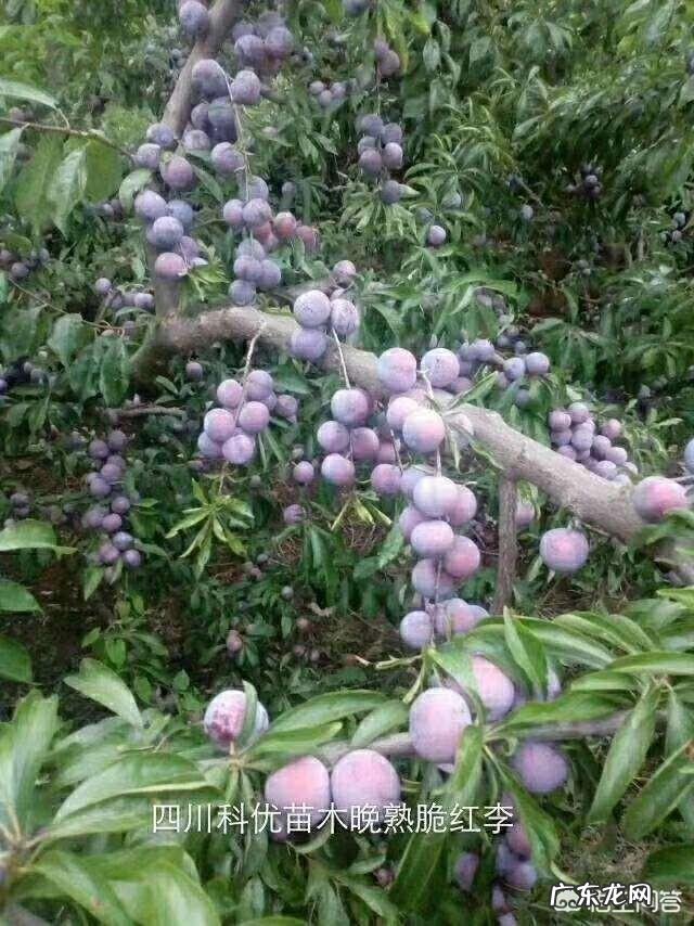 哪种李子品种不酸？