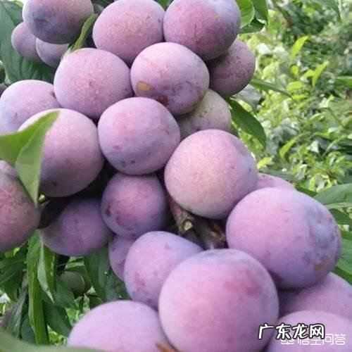 哪种李子品种不酸？