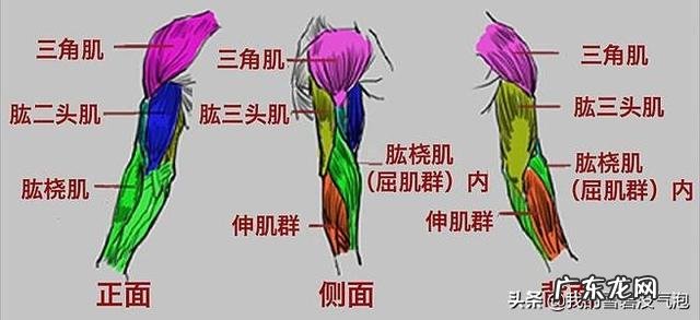 钻石俯卧撑比俯卧撑有哪些优势？