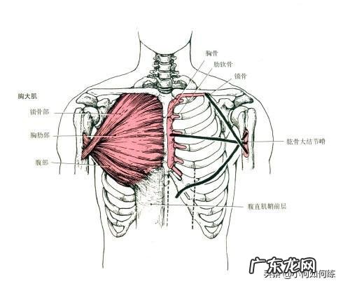 钻石俯卧撑比俯卧撑有哪些优势？