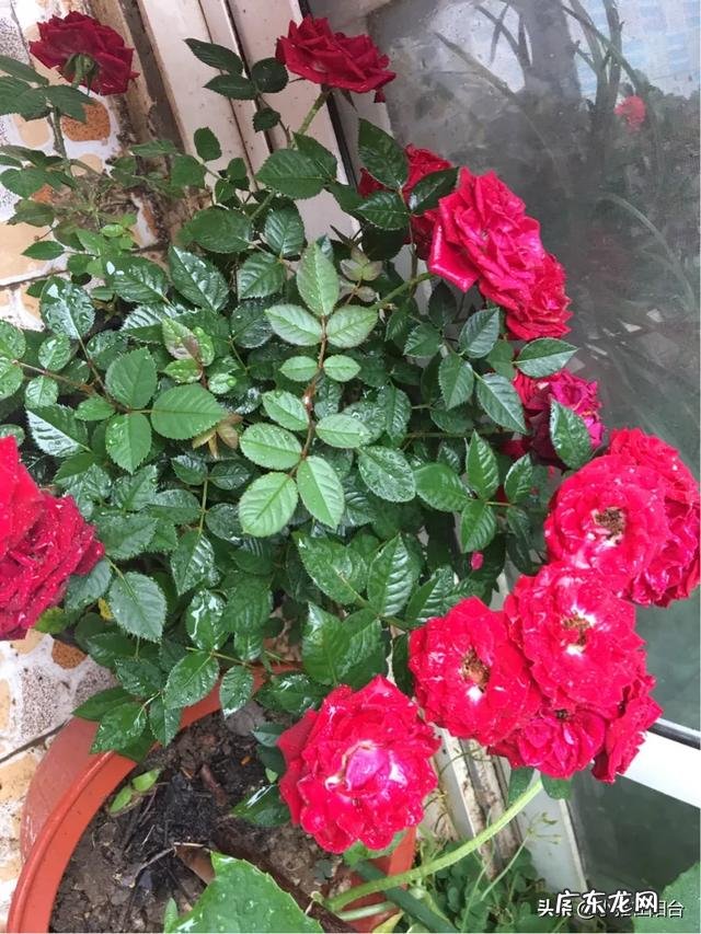 如何搭配种花最漂亮？