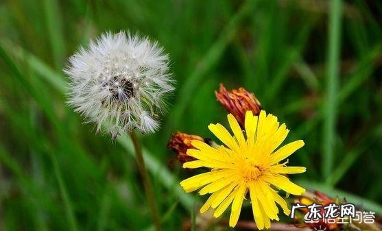 蒲公英根有哪些功效?怎么用比较好?