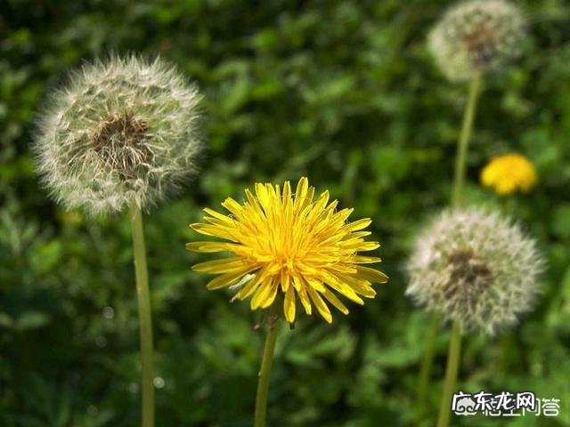 蒲公英根有哪些功效?怎么用比较好?