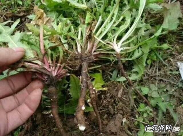 蒲公英根有哪些功效?怎么用比较好?