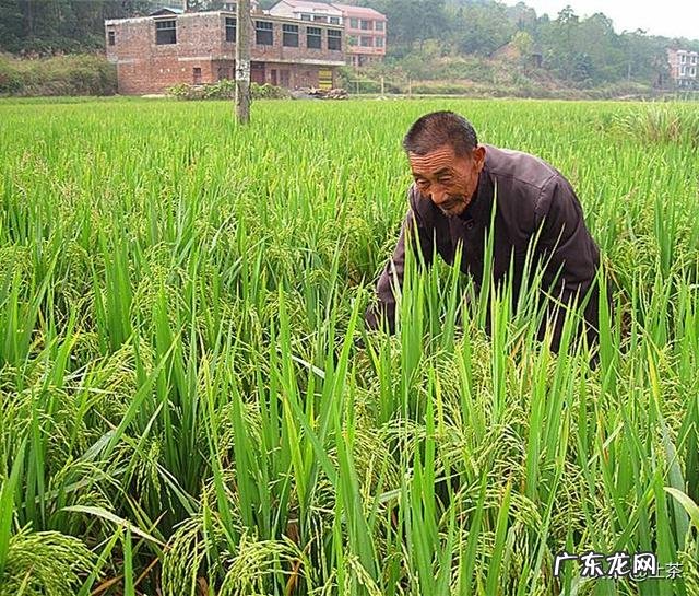 马上要处暑了，农村谚语：处暑若还天不雨，纵然结子难保米。处暑下雨好不好呢？