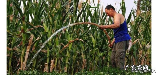 马上要处暑了，农村谚语：处暑若还天不雨，纵然结子难保米。处暑下雨好不好呢？