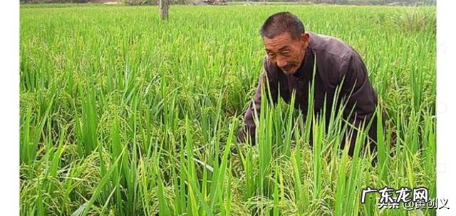 马上要处暑了,农村谚语:处暑若还天不雨,纵然结子难保米。处暑下雨好不好呢?