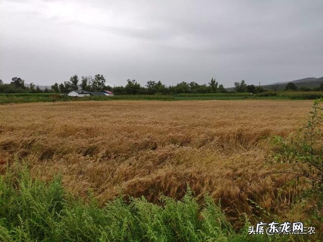 马上要处暑了，农村谚语：处暑若还天不雨，纵然结子难保米。处暑下雨好不好呢？