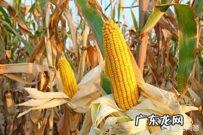 马上要处暑了,农村谚语:处暑若还天不雨,纵然结子难保米。处暑下雨好不好呢?