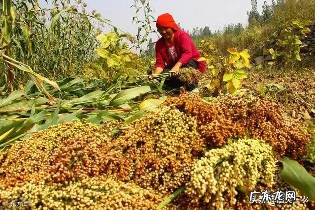 马上要处暑了,农村谚语:处暑若还天不雨,纵然结子难保米。处暑下雨好不好呢?