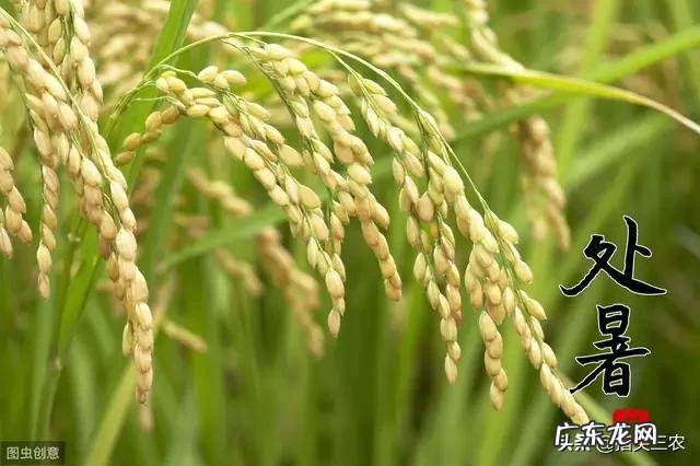 马上要处暑了,农村谚语:处暑若还天不雨,纵然结子难保米。处暑下雨好不好呢?