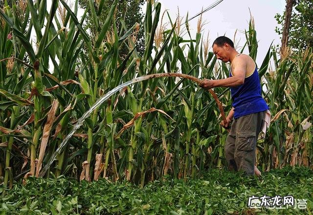 马上要处暑了,农村谚语:处暑若还天不雨,纵然结子难保米。处暑下雨好不好呢?