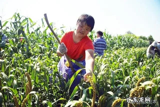 马上要处暑了,农村谚语:处暑若还天不雨,纵然结子难保米。处暑下雨好不好呢?