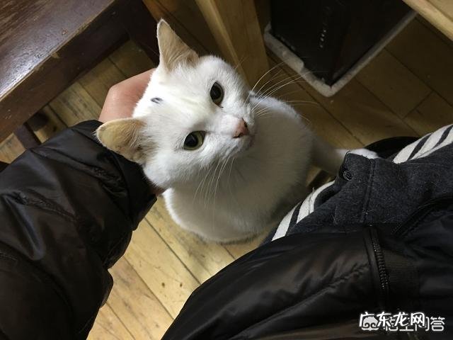 猫对主人到底有没有感情?