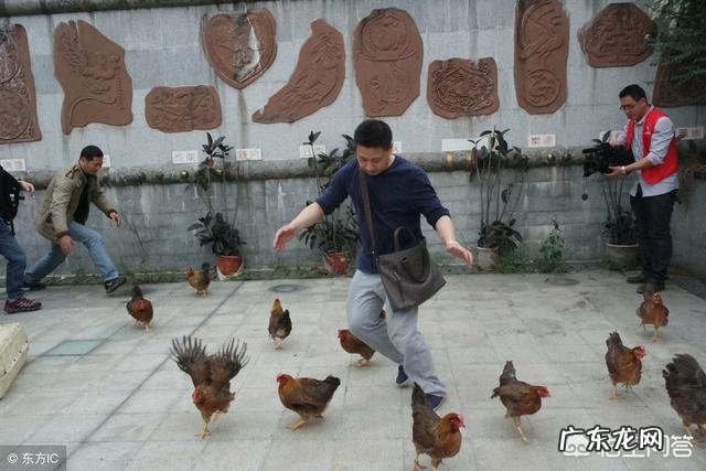 农村俗语“男怕磨,女怕泡;鸡怕撵,狗怕舔”,啥意思?有道理吗?