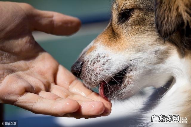 农村俗语“男怕磨,女怕泡;鸡怕撵,狗怕舔”,啥意思?有道理吗?