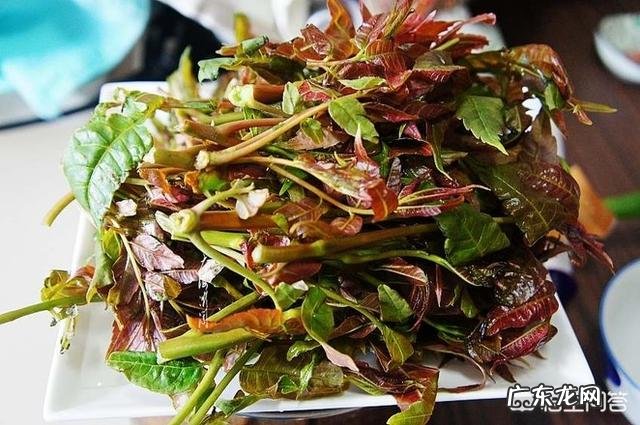 香椿炒鸡蛋是先放鸡蛋还是先放香椿?为什么?