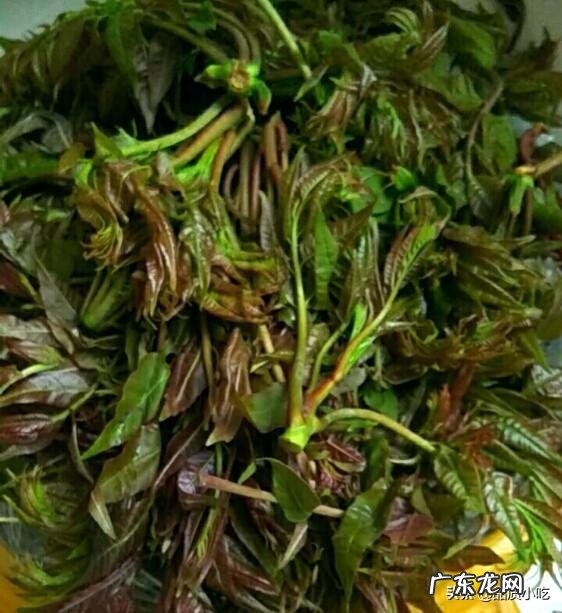 香椿炒鸡蛋是先放鸡蛋还是先放香椿?为什么?