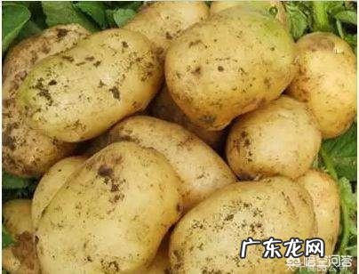 种马铃薯，有种说法，炒菜用，种白皮白肉的；煮饭用，种黄皮黄肉的。有道理吗？