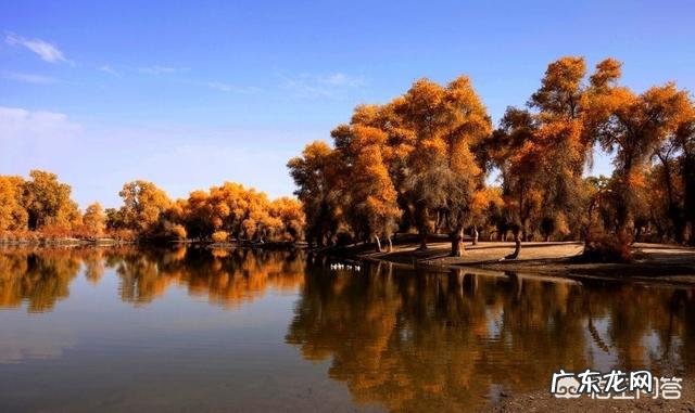 有三个胡杨林的地方,请问哪个更好一点,酒泉金塔,内蒙古,新疆?