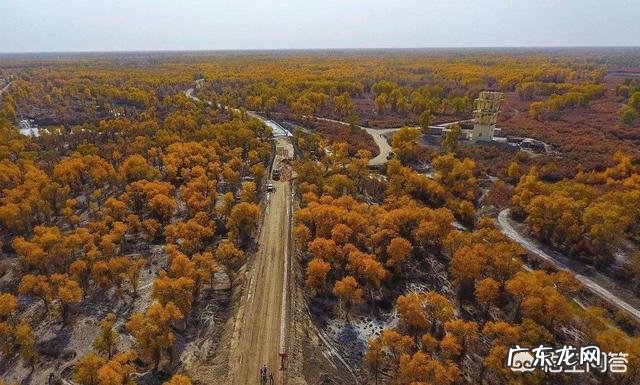 有三个胡杨林的地方,请问哪个更好一点,酒泉金塔,内蒙古,新疆?