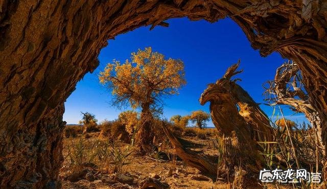 有三个胡杨林的地方，请问哪个更好一点，酒泉金塔，内蒙古，新疆？