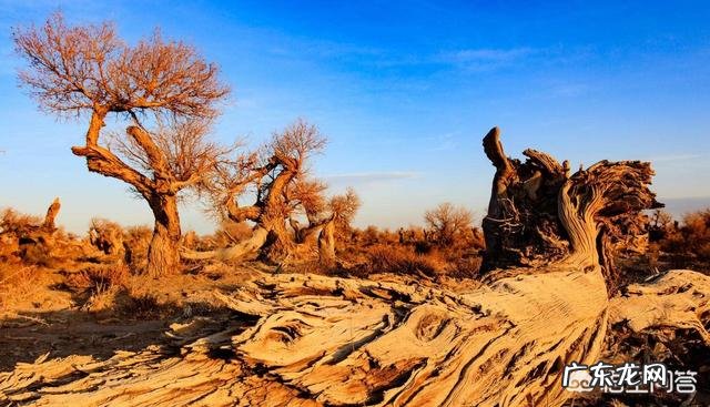 有三个胡杨林的地方，请问哪个更好一点，酒泉金塔，内蒙古，新疆？