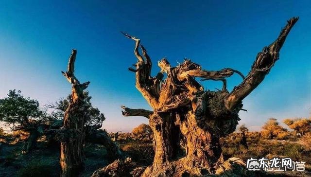 有三个胡杨林的地方，请问哪个更好一点，酒泉金塔，内蒙古，新疆？