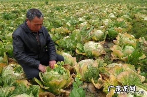 白菜产地两毛、超市1.5元,怎么能让菜农和市民共同享实惠?