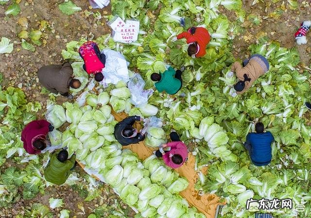 白菜产地两毛、超市1.5元,怎么能让菜农和市民共同享实惠?