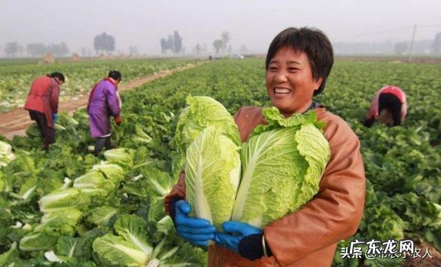 白菜产地两毛、超市1.5元,怎么能让菜农和市民共同享实惠?