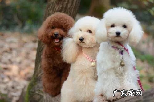 玩具贵宾犬是泰迪吗？