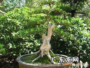 美丽小叶黄杨，有何习性？如何制作盆景？