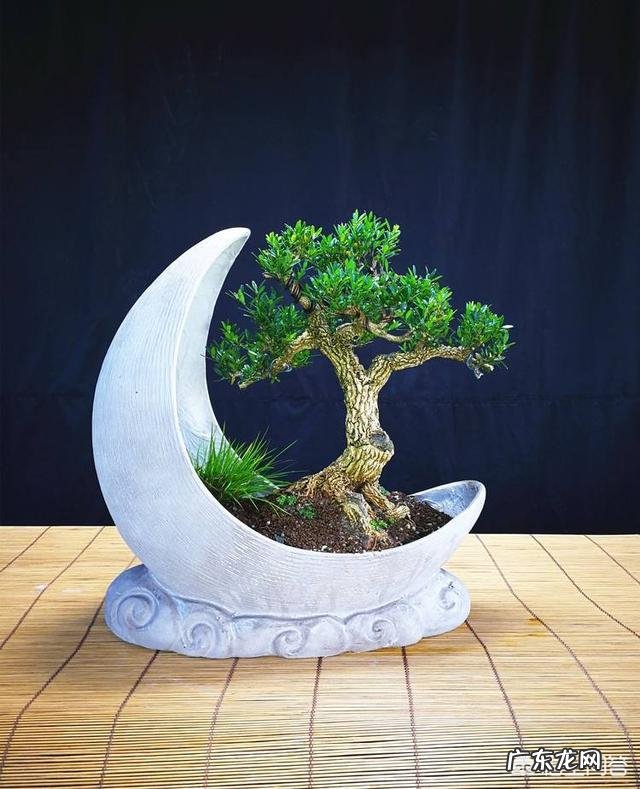 美丽小叶黄杨，有何习性？如何制作盆景？