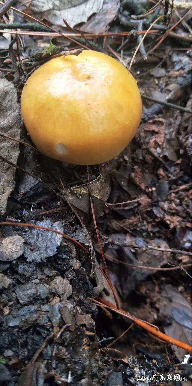 菌类食材都有哪些?