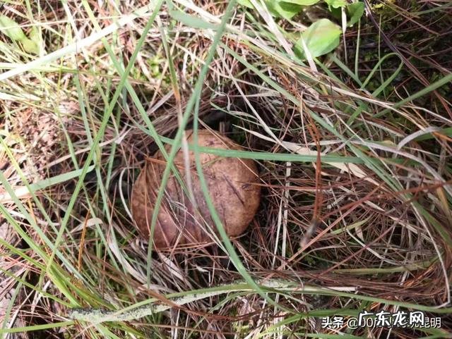 菌类食材都有哪些?