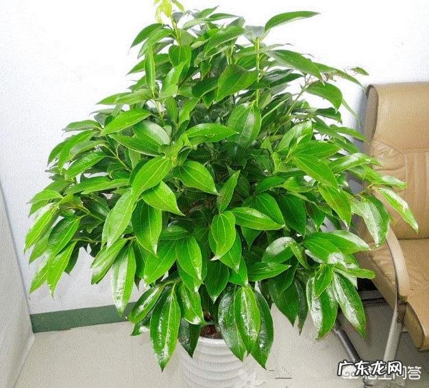 平安树叶子这样怎么办?