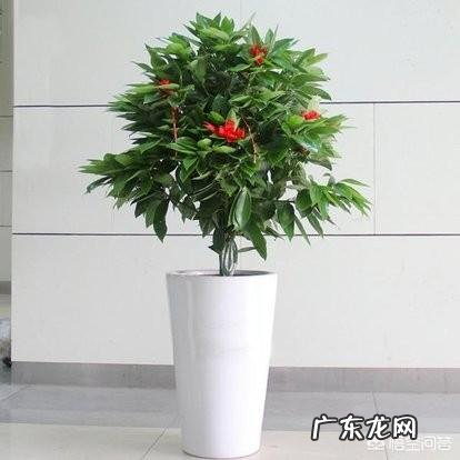 平安树叶子这样怎么办?