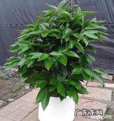 平安树叶子这样怎么办?