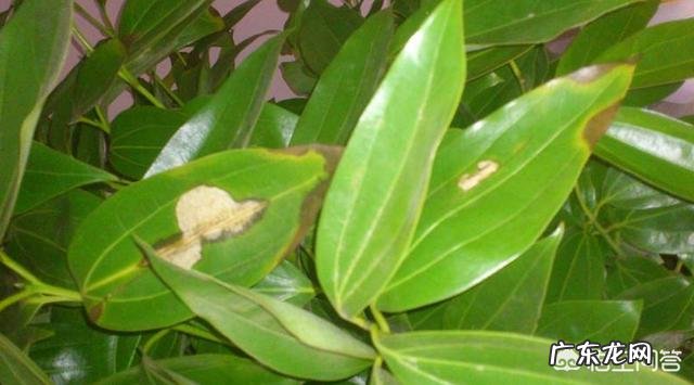 平安树叶子这样怎么办?