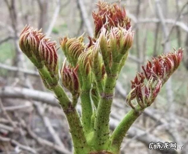 刺老芽这种野菜,如何大面积人工种植?前景怎么样?
