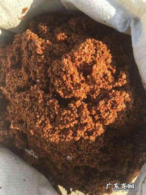 刺老芽这种野菜,如何大面积人工种植?前景怎么样?