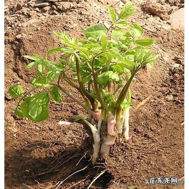 刺老芽这种野菜,如何大面积人工种植?前景怎么样?