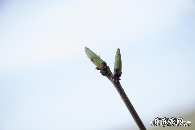 刺老芽这种野菜,如何大面积人工种植?前景怎么样?
